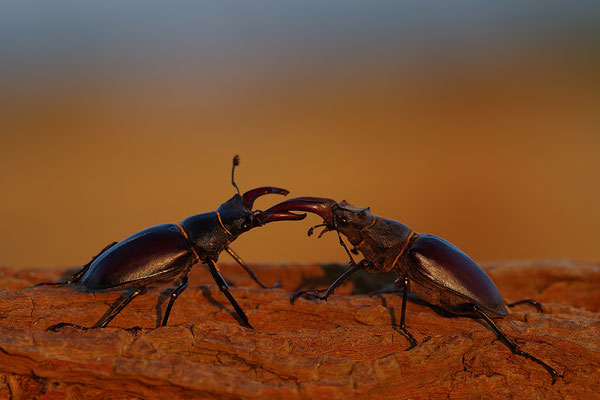 Hirschkäfer Männchen im Abendlicht