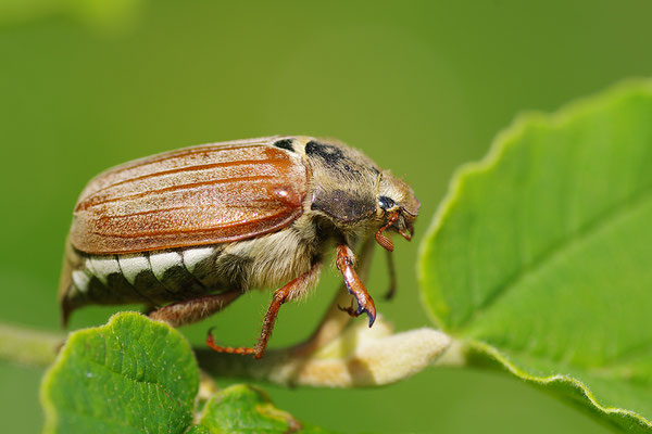 Maikäfer