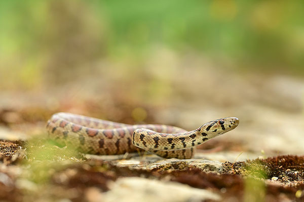 Leopardnatter