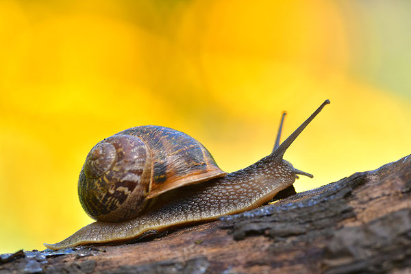 Gefleckte Weinbergschnecke