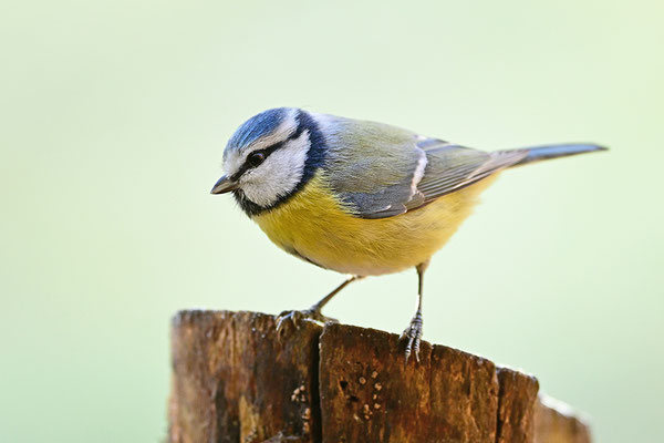 Blaumeise