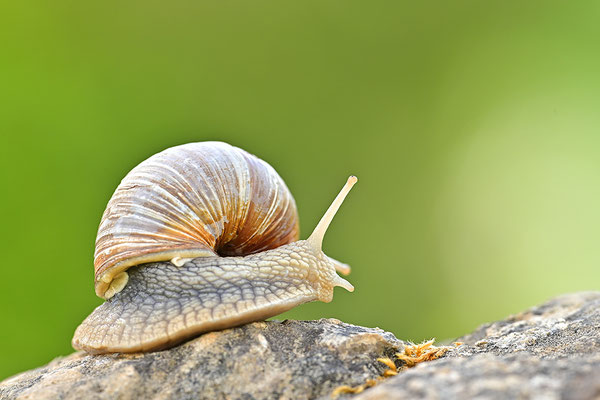 Weinbergschnecke