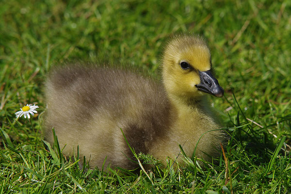 Schneegans Jungvogel