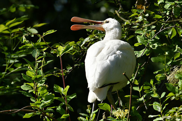 Löffler Jungvogel