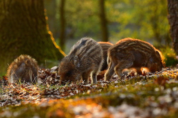 Wildschwein Frischlinge