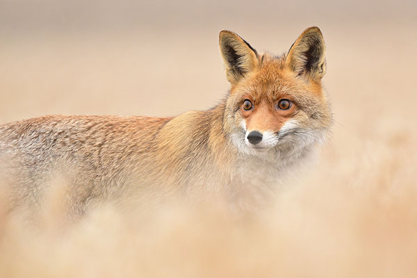 Fuchs