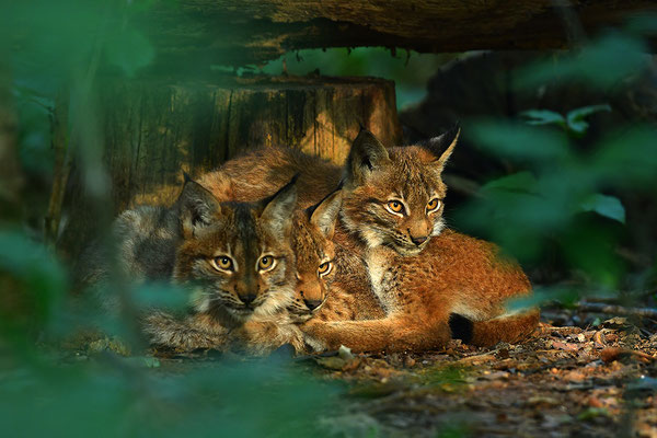 Jungluchse, Tierpark Gangelt