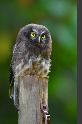 Raufußkauz Jungvogel
