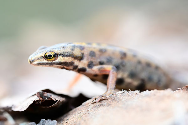 Teichmolch