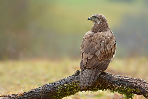 Mäusebussard
