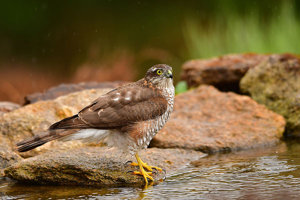 Sperber beim Baden