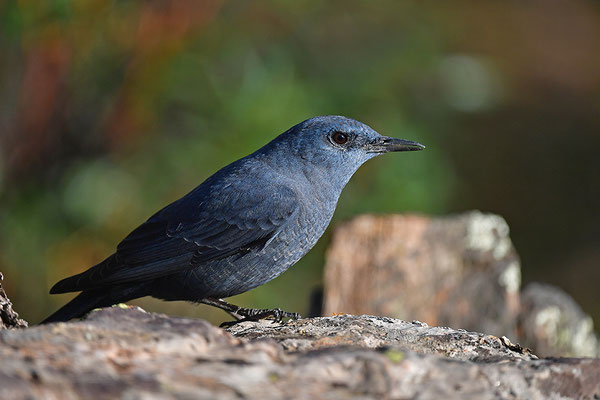 Blaumerle