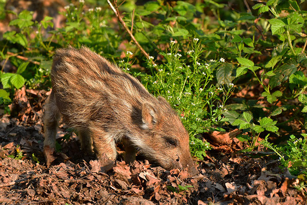 Wildschwein Frischling
