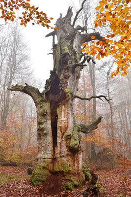 Urwald Sababurg, alte Eiche