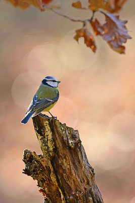 Blaumeise