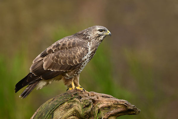 Mäusebussard