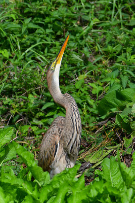 Purpurreiher Jungvogel