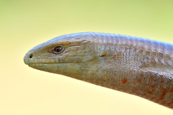 Scheltopusik Portrait