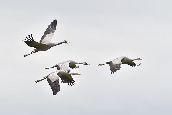 Kraniche im Flug