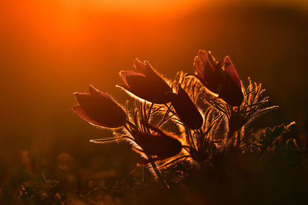 Küchenschelle im Abendlicht