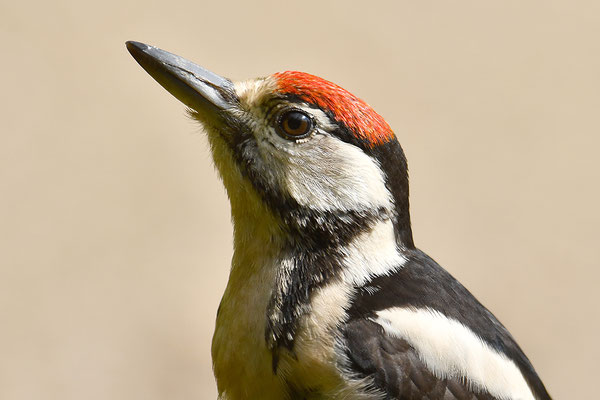 Buntspecht Jungvogel Kopfportrait