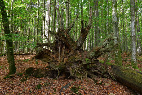 Urwald Bayrischer Wald