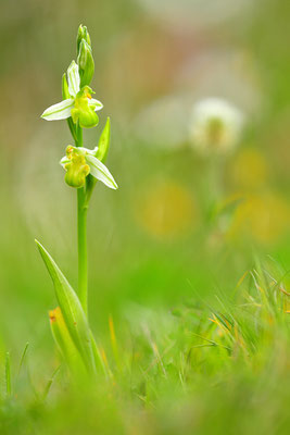 Bienenragwurz var. flavescens