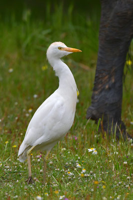 Kuhreiher