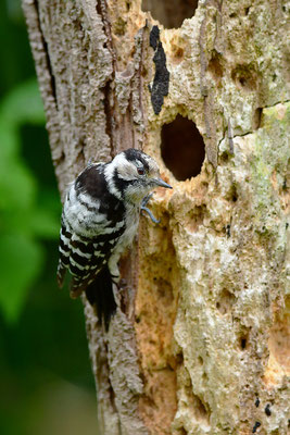 Kleinspecht Jungvogel