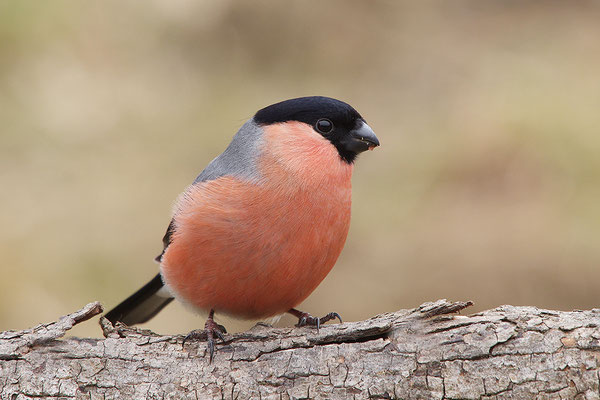 Dompfaff Männchen
