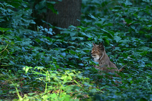 Luchs Tierpark Gangelt