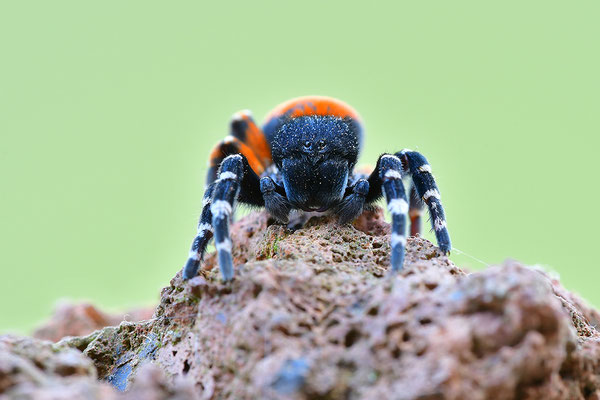 Rote Röhrenspinne, Männchen