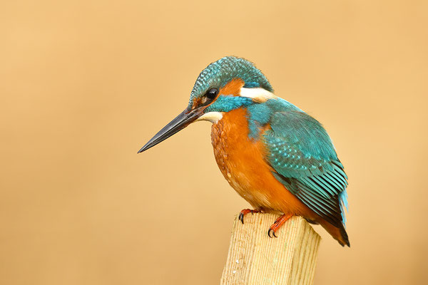 Eisvogel