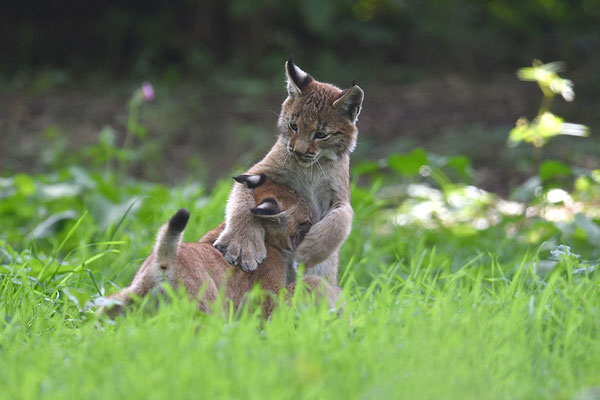Luchs, Wildpark Anholter Schweiz