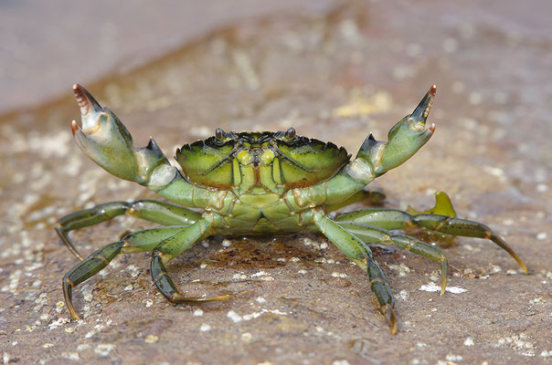 Strandkrabbe