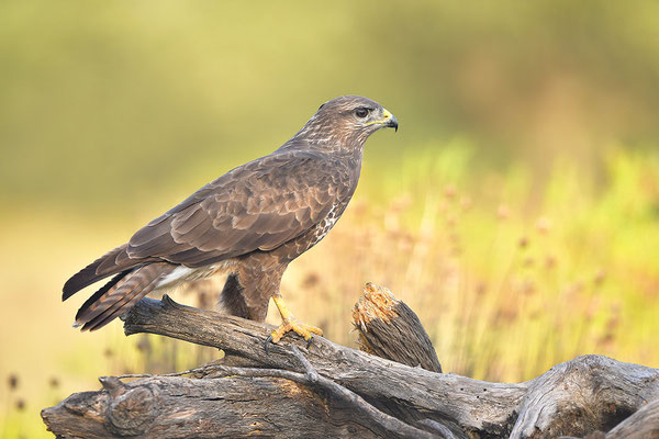 Mäusebussard
