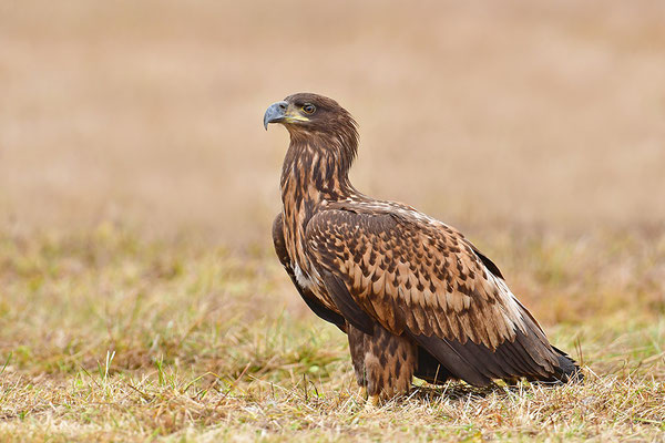 Seeadler