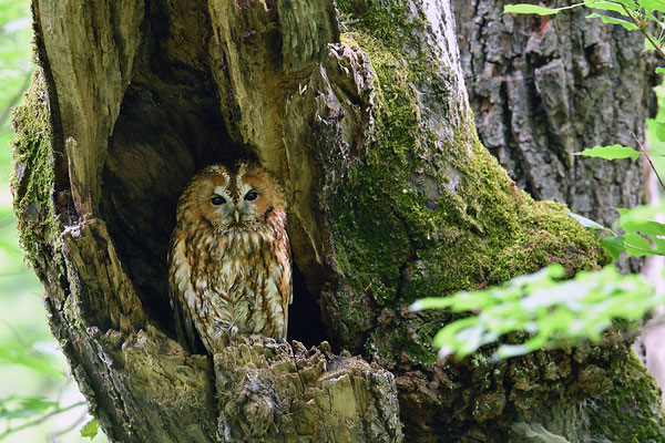 Waldkauz