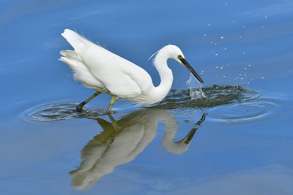 Seidenreiher