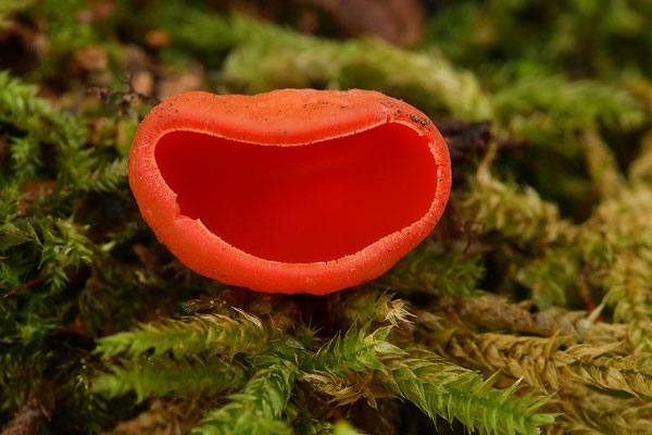 Scharlachroter Prachtbecherling