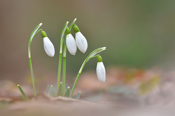 Schneeglöckchen