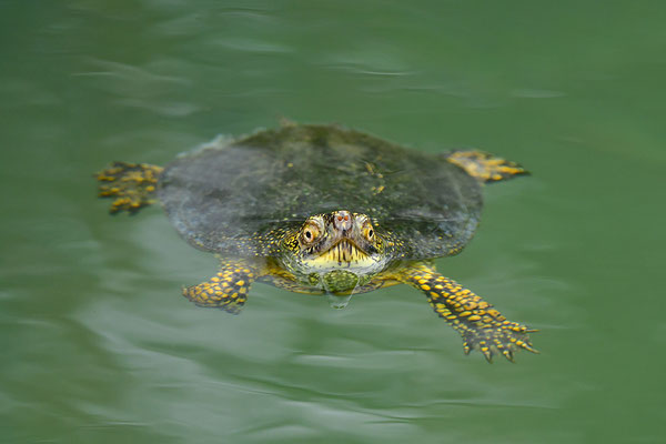 Europäische Sumpfschildkröte