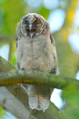 Waldohreule Ästling, Jungvogel