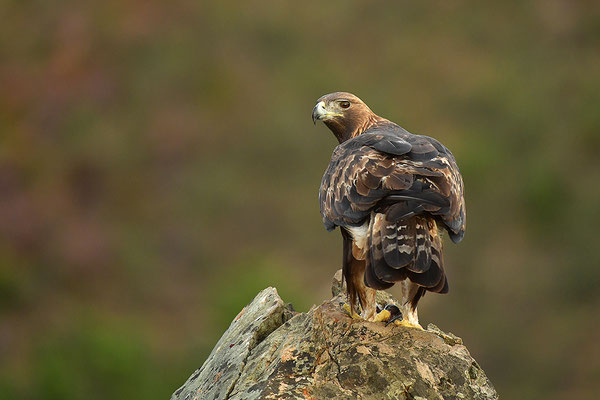 Steinadler