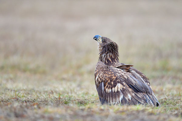 Seeadler