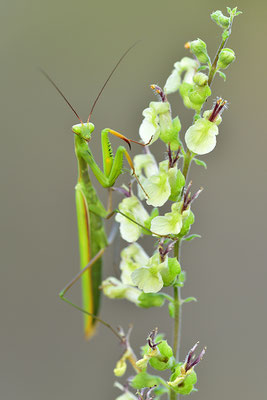 Gottesanbeterin Männchen