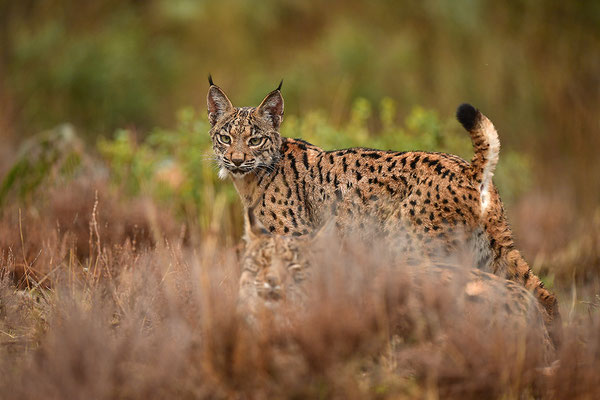Pardelluchs