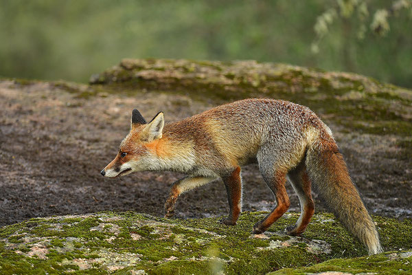 Fuchs