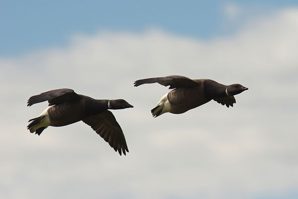 Ringelgans im Flug
