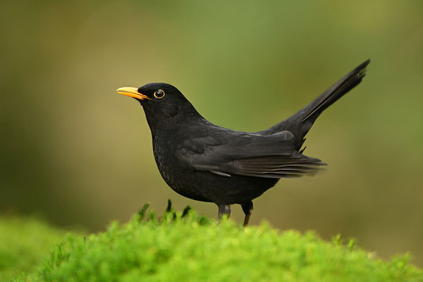 Amsel Männchen